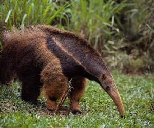 yapboz anteater